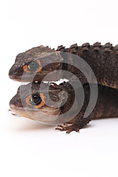 Tribolonotus Gracilis, Red-Eyed Crocodile Skinks lizard