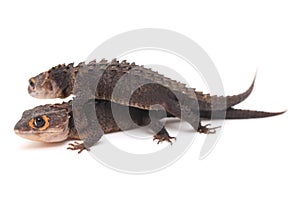 Tribolonotus Gracilis, Red-Eyed Crocodile Skinks lizard