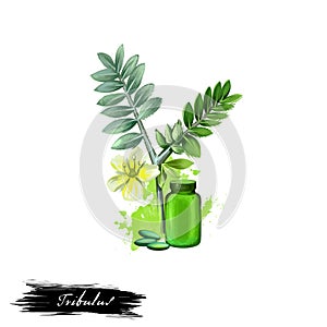 Tribulus ayurvedic herb digital art illustration with text isolated on white. Healthy organic spa plant widely used in treatment,