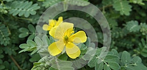 Tribulus cistoides yellow garden flower back green leaf