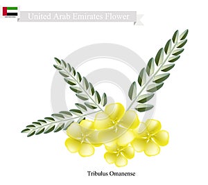 Tribulus Omanense, The Native Flower of United Arab Emirates