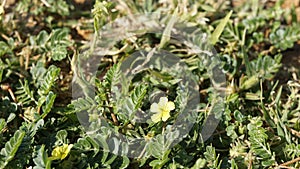 Tribulus terrestris also known as Caltrop, Tribulus, Catshead, Common dubbletjie, Puncturevine, Goat head, Devils thorn, Devils