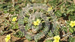 Tribulus terrestris also known as Caltrop, Tribulus, Catshead, Common dubbletjie, Puncturevine, Goat head, Devils thorn, Devils