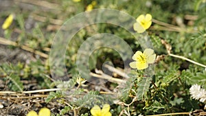 Tribulus terrestris also known as Caltrop, Tribulus, Catshead, Common dubbletjie, Puncturevine, Goat head, Devils thorn, Devils