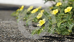 Tribulus terrestris also known as Caltrop, Tribulus, Catshead, Common dubbletjie, Puncturevine, Goat head, Devils thorn, Devils