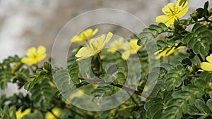 Tribulus terrestris also known as Caltrop, Tribulus, Catshead, Common dubbletjie, Puncturevine, Goat head, Devils thorn, Devils