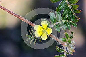 Tribulus terrestris, caltrop, puncture vine