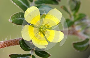 Tribulus terrestris, caltrop, puncture vine