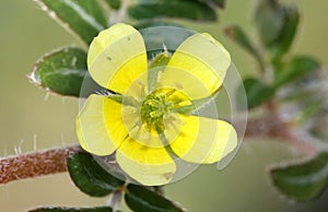 Tribulus terrestris, caltrop, puncture vine