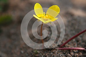 Tribulus Terrestris flower on beach