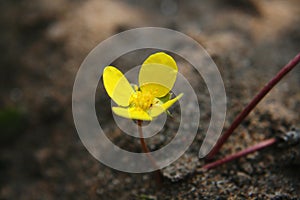 Tribulus Terrestris flower on beach