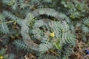 Tribulus terrestris  plant