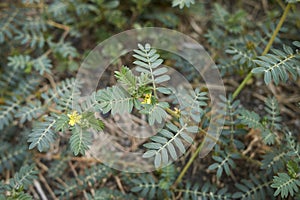 Tribulus terrestris  plant