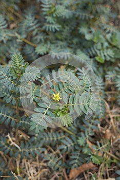 Tribulus terrestris  plant