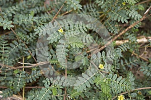 Tribulus terrestris plant close up