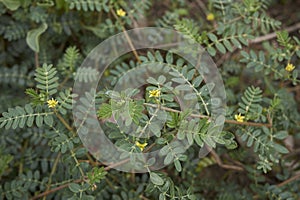 Tribulus terrestris plant close up