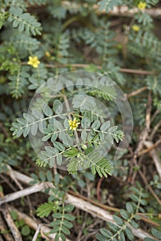 Tribulus terrestris plant close up