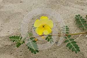 Tribulus terrestris plant with flower and leaf