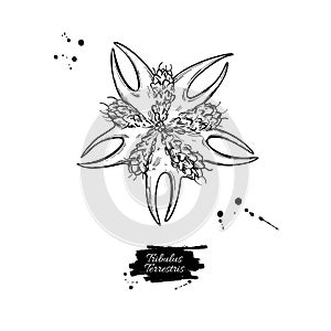 Tribulus terrestris seed vector drawing. Isolated medical plant .