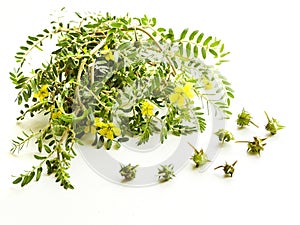 Tribulus terrestris on white