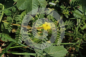 Tribulus terrestris, Zygophyllaceae