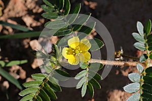 Tribulus terrestris, Zygophyllaceae