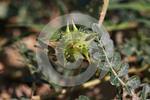 Tribulus terrestris, Zygophyllaceae