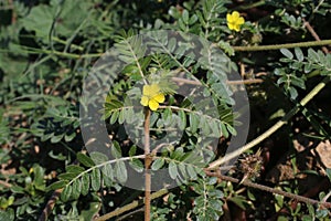 Tribulus terrestris, Zygophyllaceae