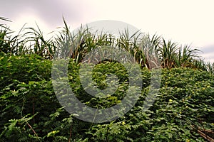 Tribulus weed in agriculture field