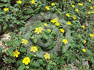 Tribulus-yellow flowers