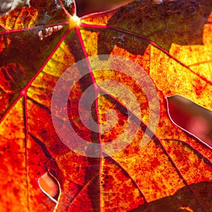 Tributaries - Close-up of autumn grape leaf