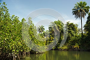 A tributary of the River Gambia near Makasutu Forest in Gambia,