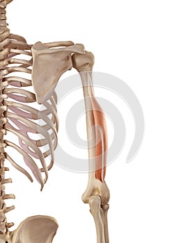 The triceps lateral head photo