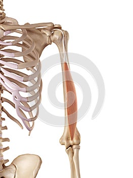 The triceps long head