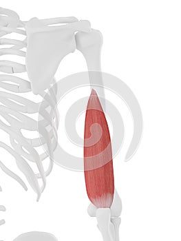 The Triceps Medial Head