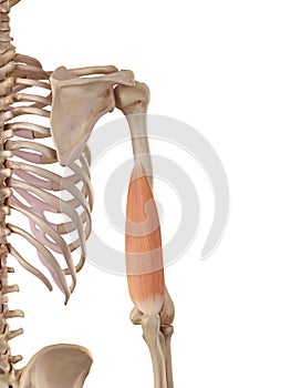 The triceps medial head