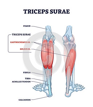 Triceps surae with gastrocnemius and soleus leg muscles outline diagram