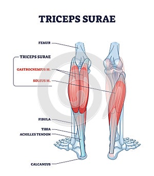 Triceps surae with gastrocnemius and soleus leg muscles outline diagram photo