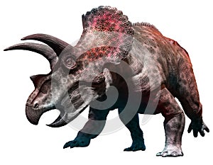 Triceratops