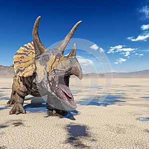 Triceratops is angry on the desert after rain with space copy