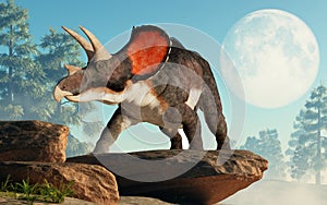 Triceratops on a Cliff