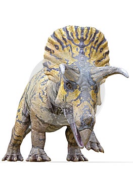 Triceratops is coming on white background