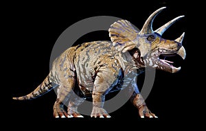 Triceratops 3d rendering On black background