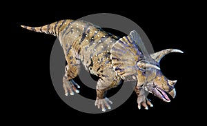 Triceratops 3d rendering On black background