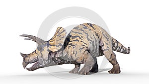 Triceratops, dinosaur reptile crawling, prehistoric Jurassic animal isolated on white background, 3D illustration