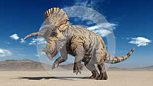 Triceratops, dinosaur reptile prancing, prehistoric Jurassic animal in deserted nature environment, 3D render