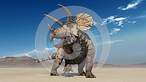 Triceratops, dinosaur reptile, prehistoric Jurassic animal roaring in deserted nature environment, front view, 3D render