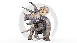 Triceratops, dinosaur reptile, prehistoric Jurassic animal roaring on white background, front view, 3D illustration