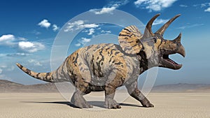 Triceratops, dinosaur reptile roaring, prehistoric Jurassic animal in deserted nature environment, 3D render