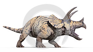 Triceratops, dinosaur reptile roars, prehistoric Jurassic animal isolated on white background, 3D illustration